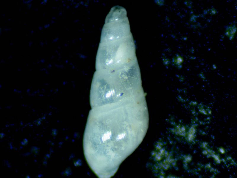 Auristomia fusulus